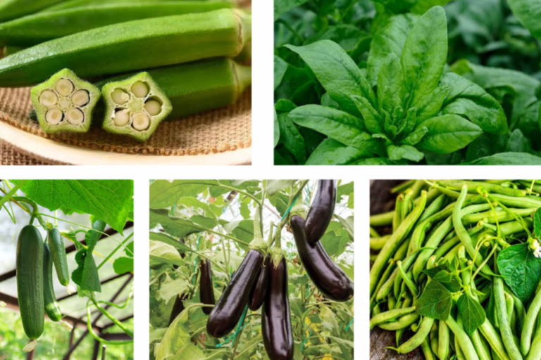 BEST FOODS TO GROW IN RAINY SEASON