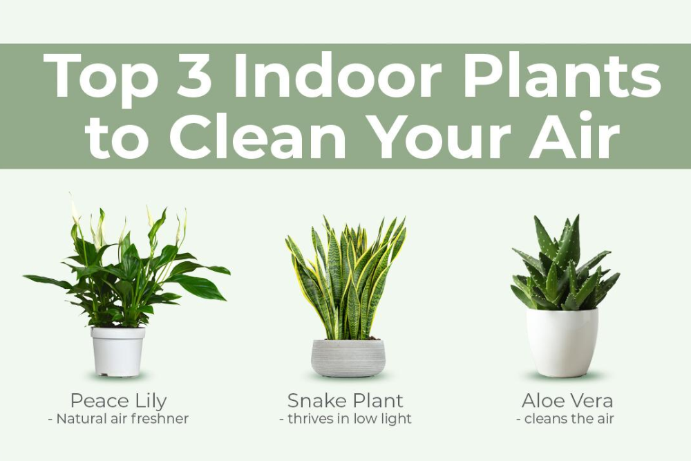 Top Indoor Plants