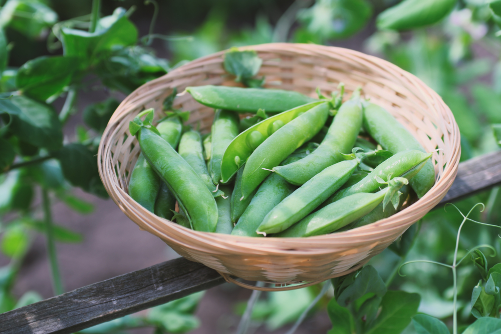 Rainy Season Crops