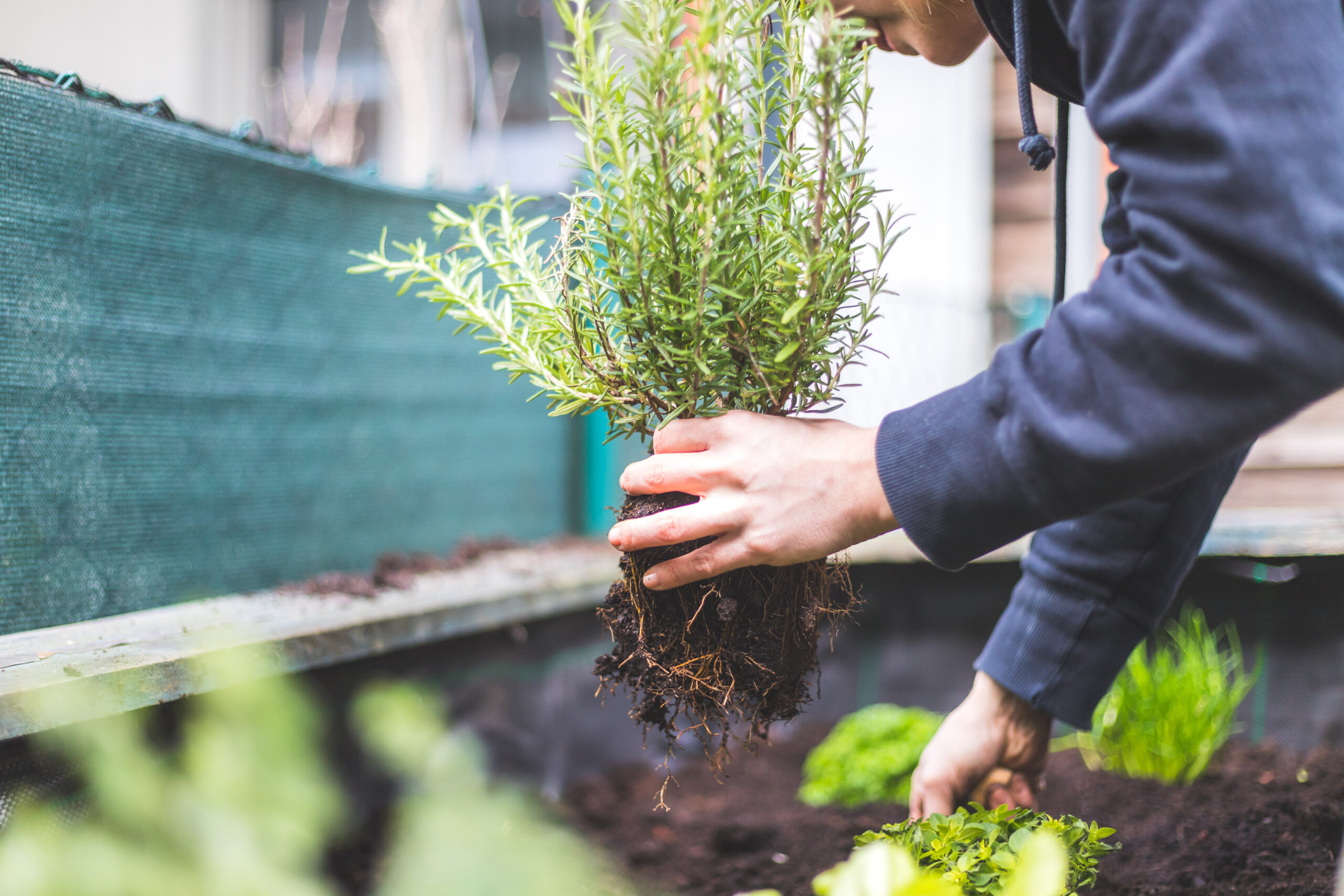 kitchen herb garden