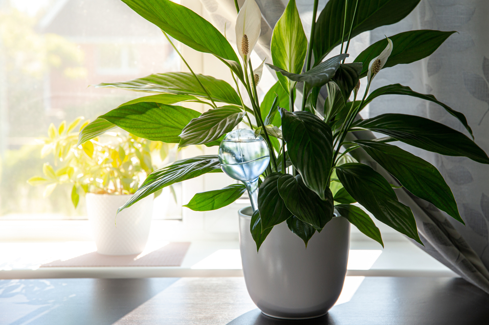 Indoor Plants