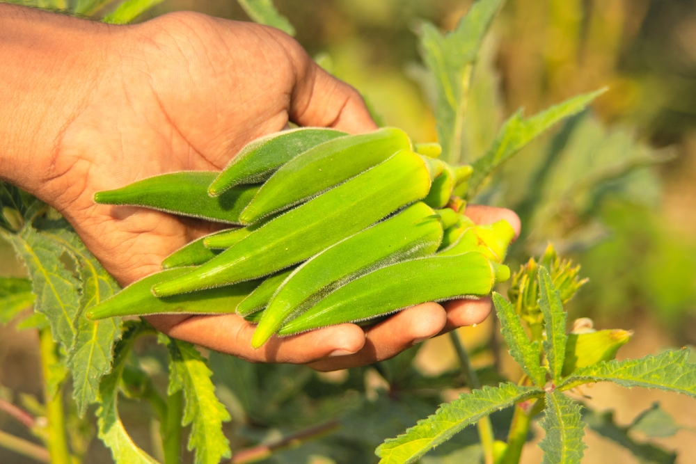 BEST FOODS TO GROW IN RAINY SEASON