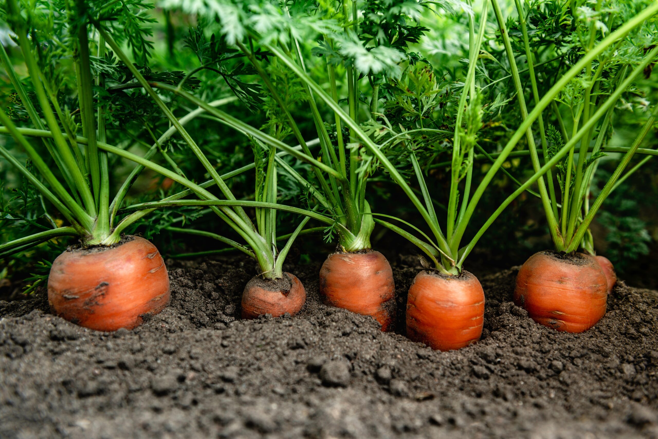 Rainy Season Crops