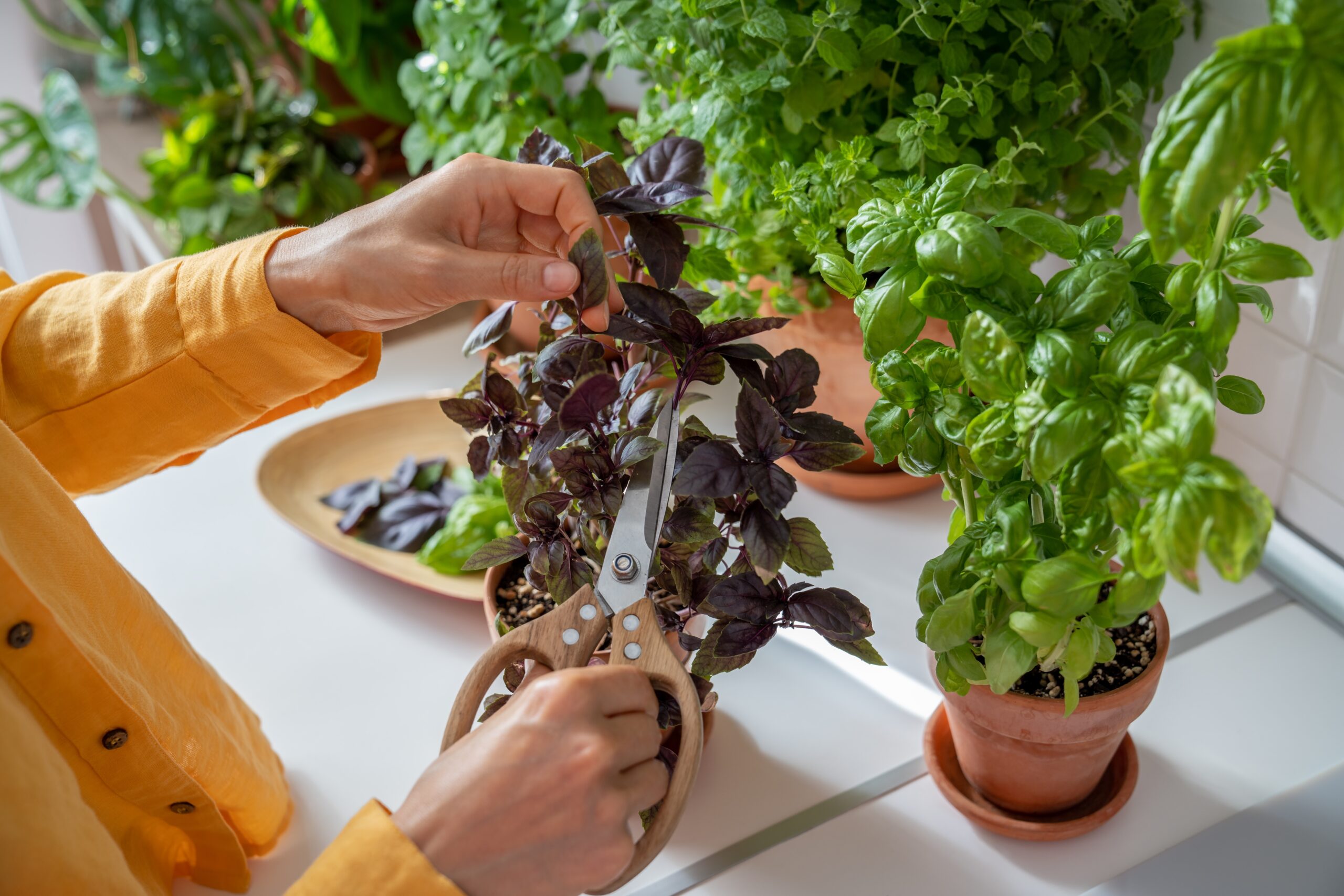 kitchen herb garden