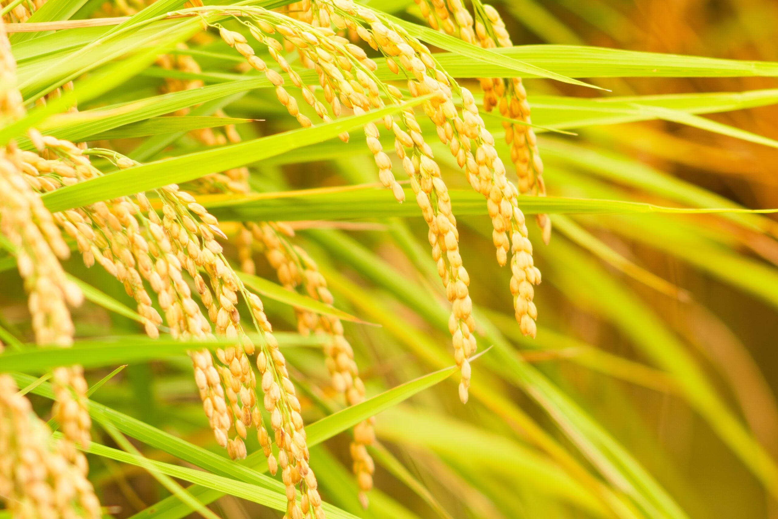 Rainy Season Crops