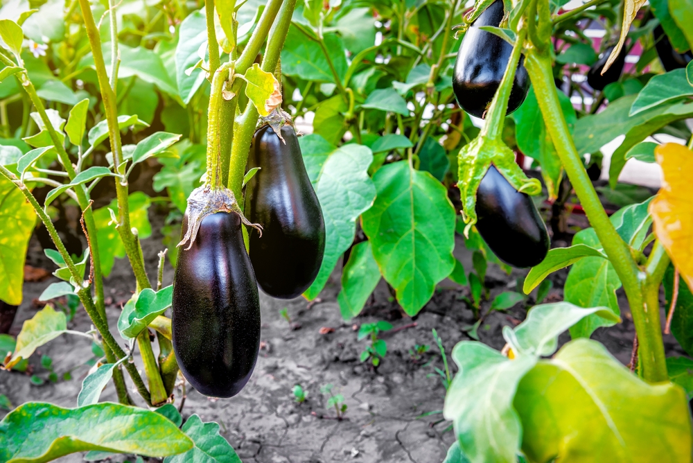 Rainy Season Crops