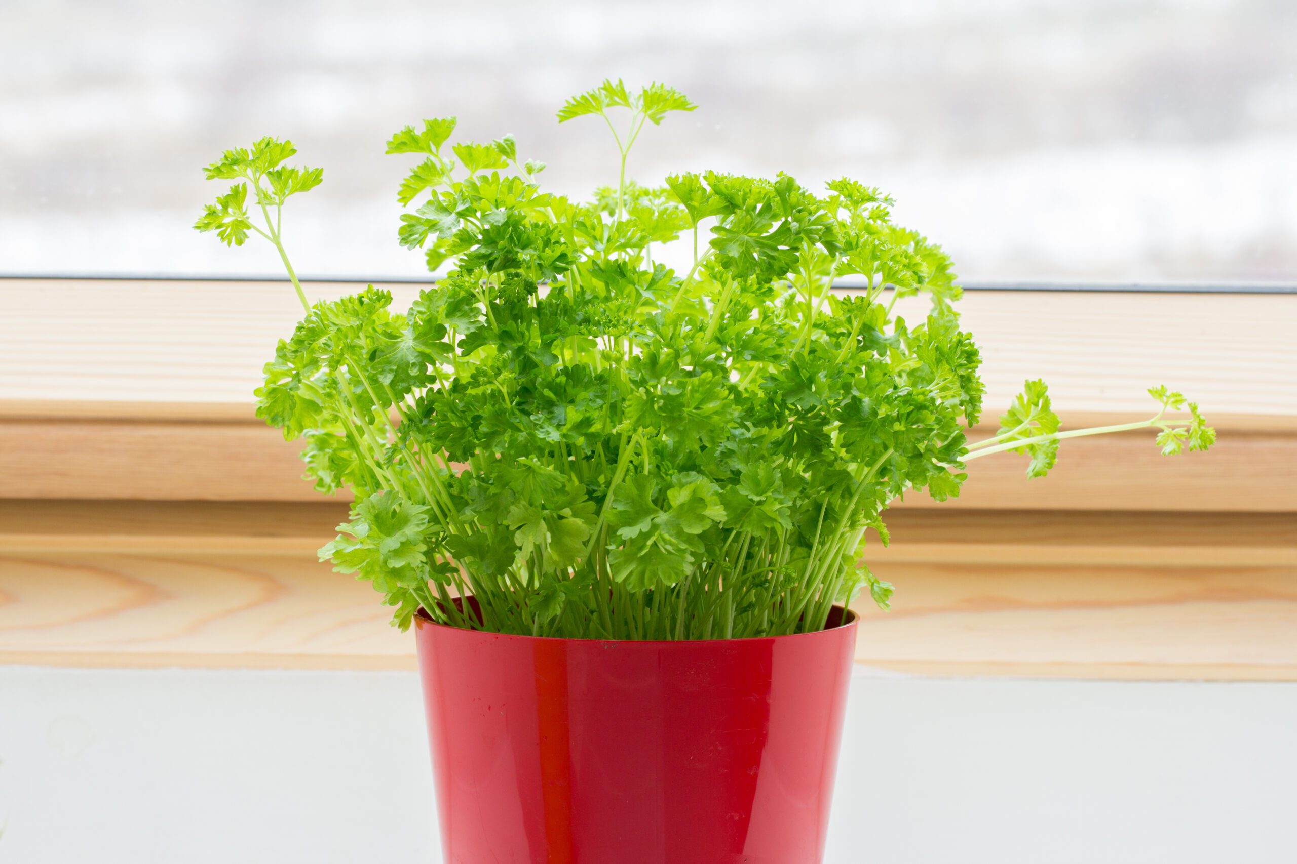 kitchen herb garden