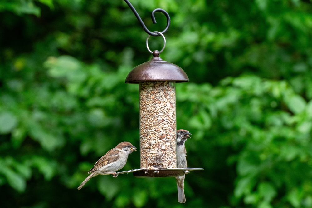 Bird Feeder