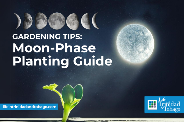 Gardening Tips for Trinidad & Tobago: Moon-Phase Planting Guide